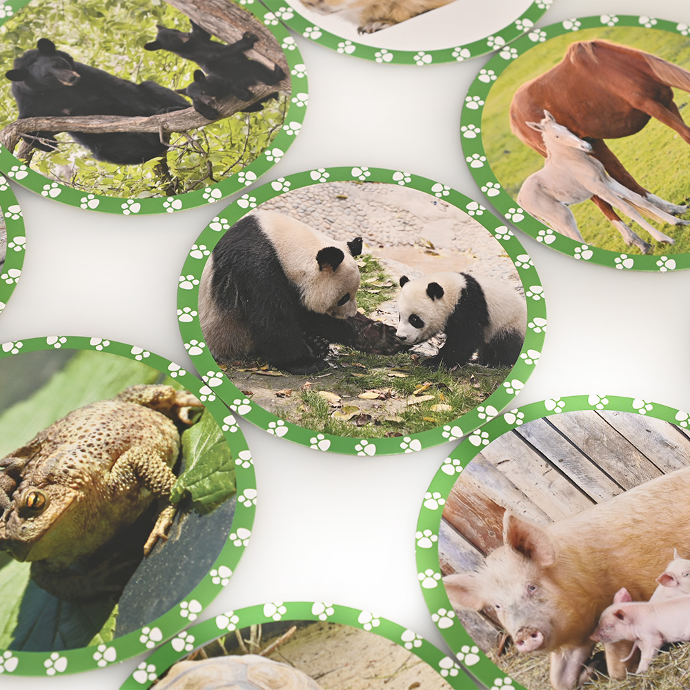 Detailed view of mommy and baby panda, horse, and pig flash cards for early learning.